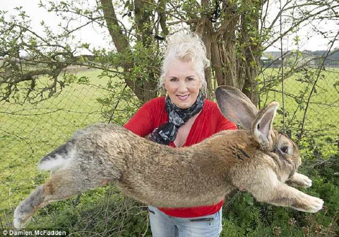 United Airlines investigates giant bunny death