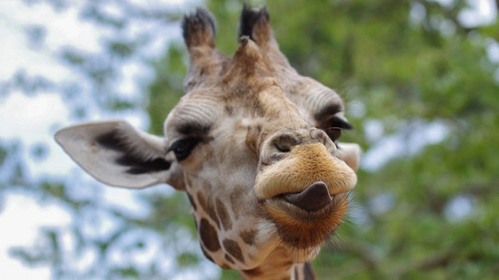 Pourquoi les girafes ont-elles un long cou ?