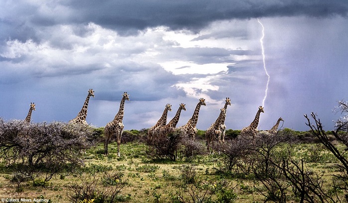 Giraffe appears to be struck by lightning in perfect shot on Africa plains 