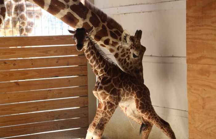 As millions watch via webcam, giraffe gives birth in NY zoo