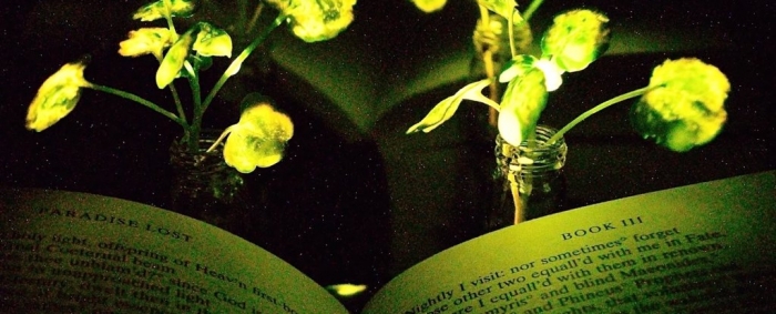Freaking cool glowing plants could one day replace your desk lamp