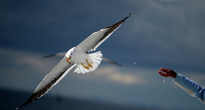 Cannes 2016: des rapaces pour parer aux assauts des goélands