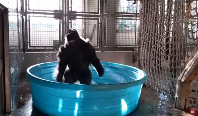 Este gorila te dará unas ganas incontenibles de bailar (vídeos) 