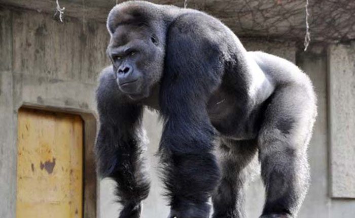 `Handsome` gorilla`s birthday celebrated in Japan