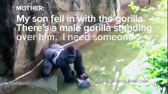 Nach Gorilla-Tod: Eltern werden nicht bestraft