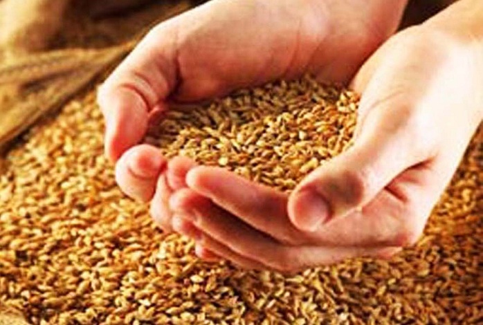 Term of wheat procurement extended in Azerbaijan