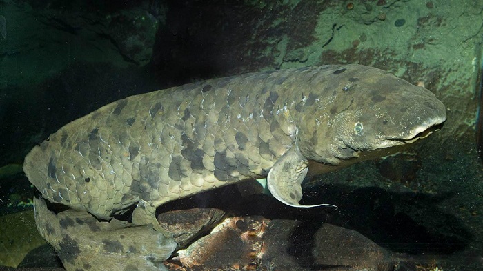 Le plus vieux poisson d’aquarium est mort