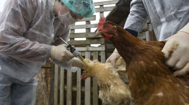 La grippe aviaire H5N1 de retour en France