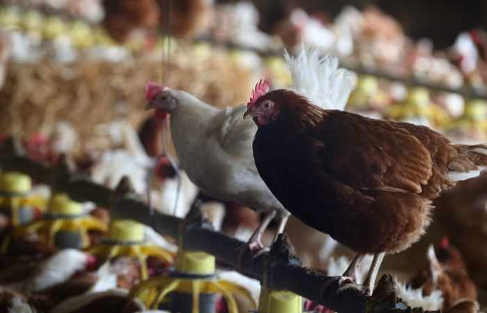 Japon: grave épizootie de grippe aviaire