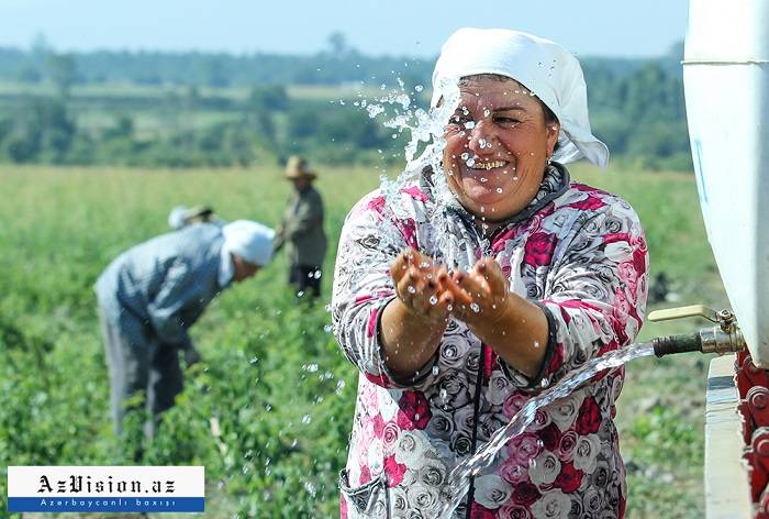 Azərbaycanın qızılgüllər diyarı – Zaqataladan FOTOREPORTAJ