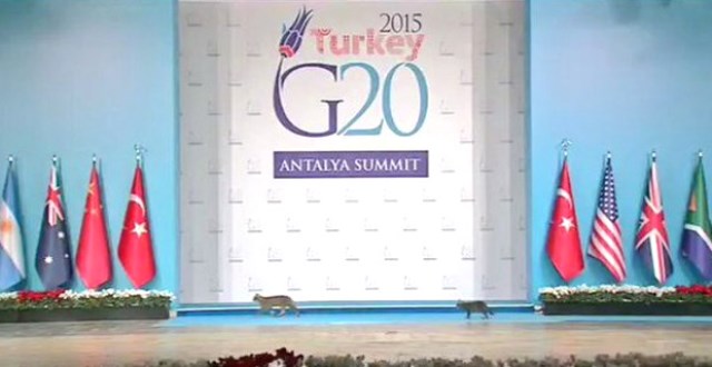 G 20 sammitinə pişiklərin hücumu - VİDEO