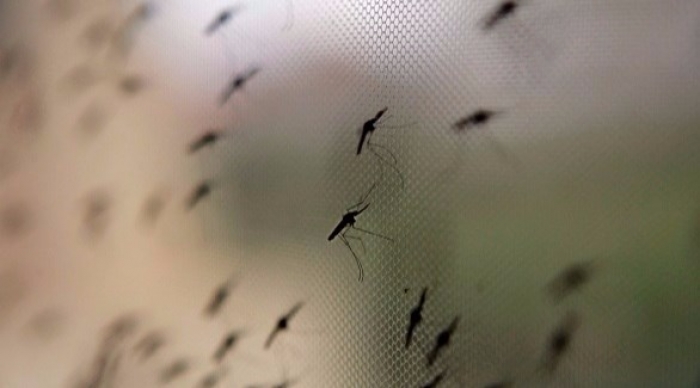 7 أسئلة مهمة حول الملاريا
