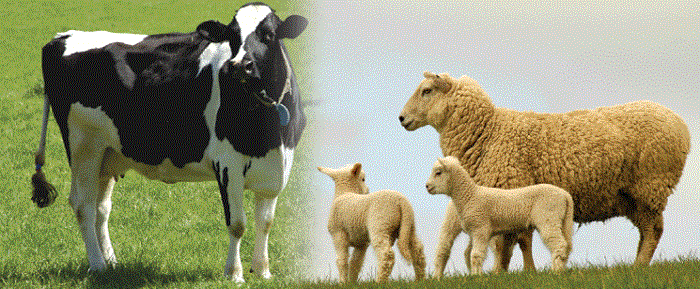 Azerbaijan bans imports of livestock and animal products from Turkey
