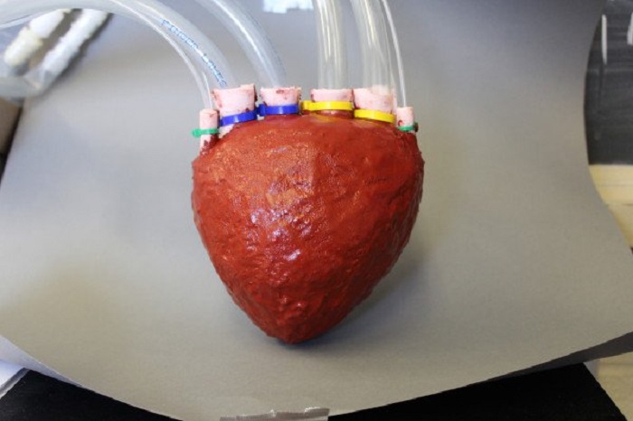 Erstes künstliches Herz aus Schaumstoff entwickelt
