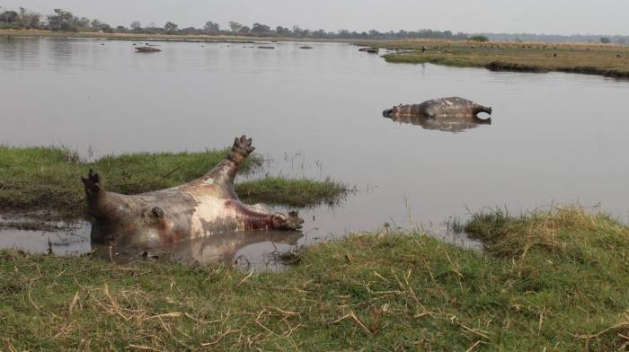 Namibie: 100 hippopotames retrouvés morts