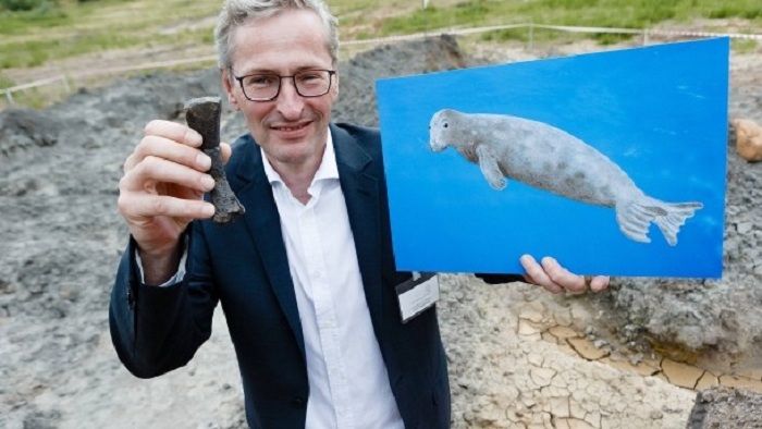 Hobby-Forscher finden elf Millionen Jahre alte Robbe
