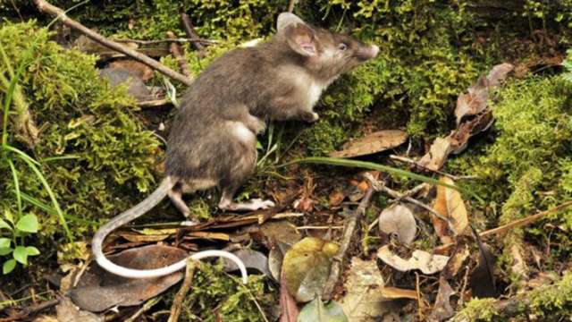New `hog-nosed rat` discovered in Indonesia