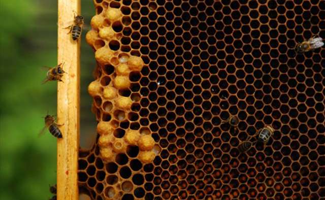 There could be pesticides in your honey