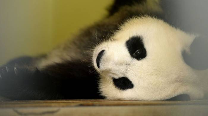 Naissance de pandas jumeaux à Beauval: l'un des bébés est décédé dans la nuit