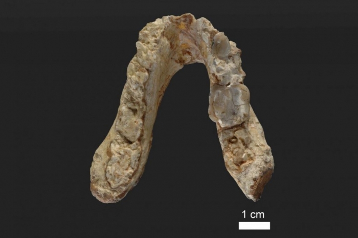 Ape that lived in Europe 7 million years ago could be human ancestor