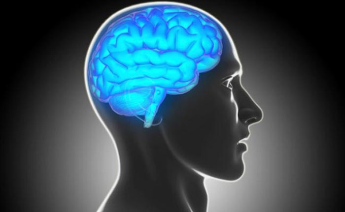 Why your brain has 2 halves