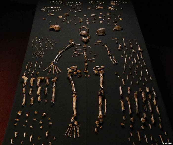 New human-like species discovered in S Africa
