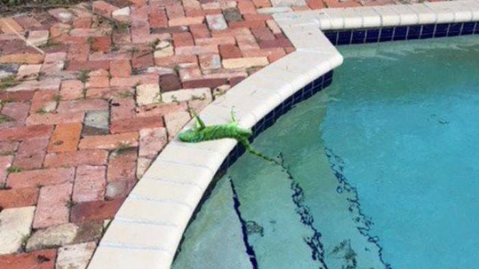 En Floride, il pleut des iguanes gelés