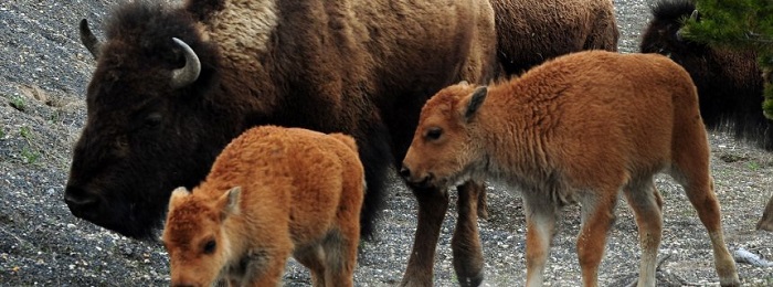 Totes Bisonkälbchen in US-Nationalpark: Wohlmeinender Tourist muss Strafe zahlen