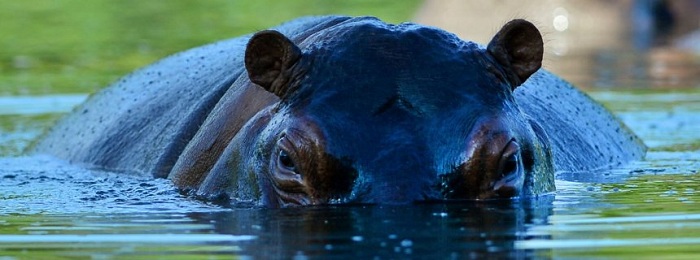 Pablo Escobars tierisches Erbe: Hippo-Alarm im Garten des Drogenbarons