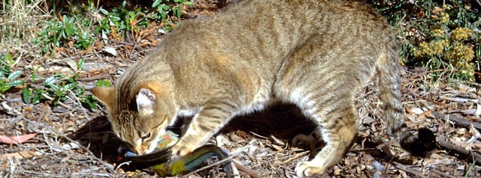 Neuseeland: Katzen sollen Chips zum Vogelschutz tragen