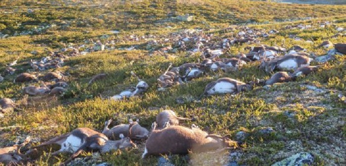Südnorwegen: Blitze töten mehr als 300 Rentiere