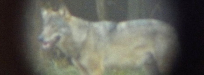 Jäger sichtet Wolf in Rheinland-Pfalz