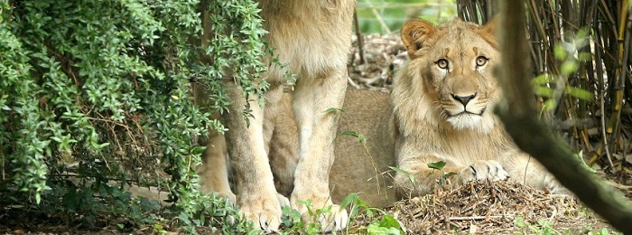 Ausgebrochener Löwe im Leipziger Zoo erschossen