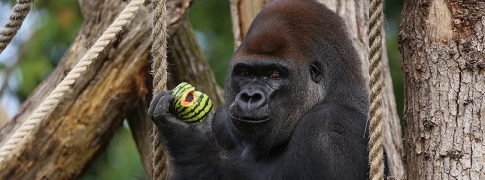 Geflohener Gorilla Eine Stunde Freiheit, fünf Liter Saft