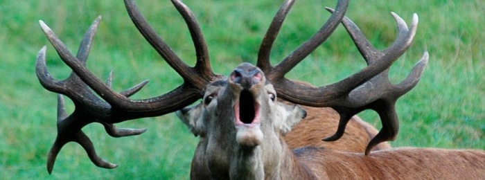 Hirsch verletzt Wanderin im Hunsrück schwer