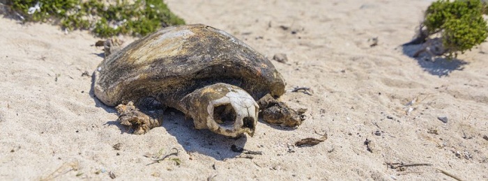 Griechenland kassiert Rüge wegen Schildkrötenschutz