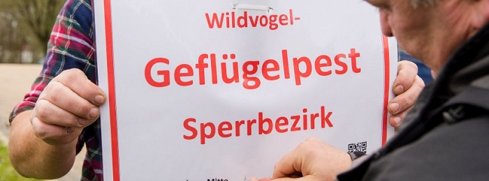 110.000 Vögel in Niedersachsen getötet