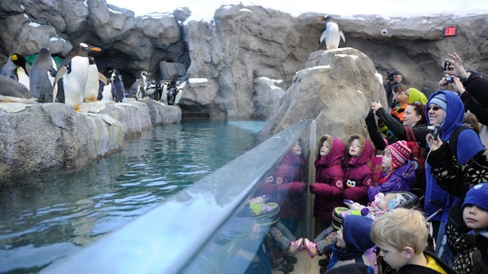 Zoo rätselt über ertrunkene Pinguine
