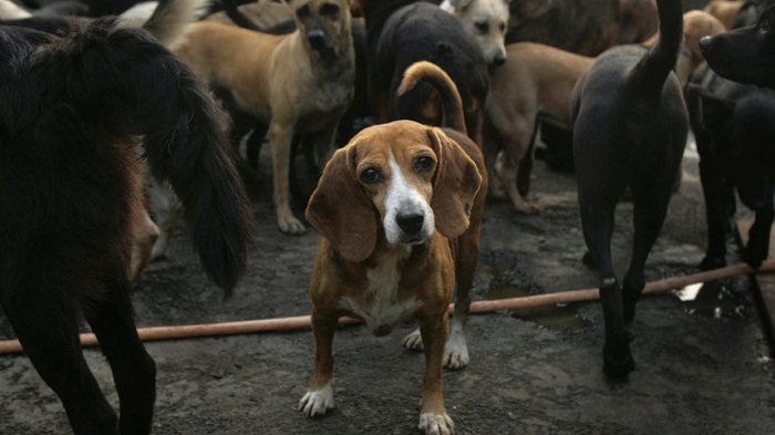 Taiwan verbietet Einschläferungen in Tierheimen