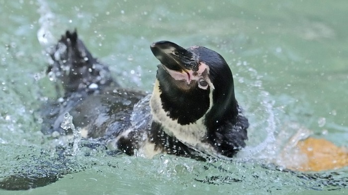 Pinguin aus Gehege gestohlen