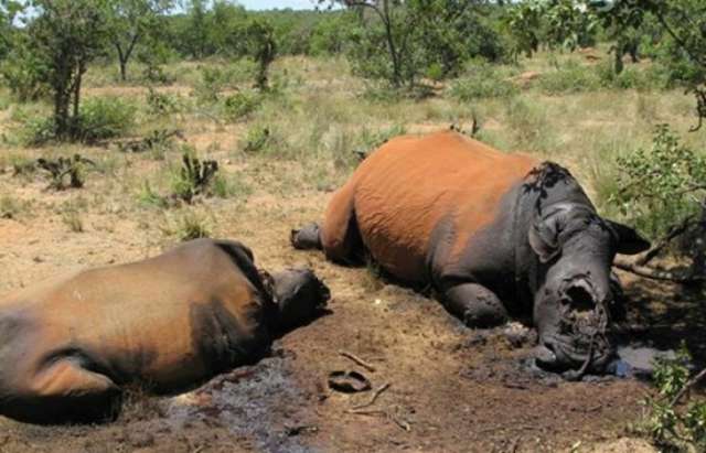 Wilderer töteten tausend Nashörner in Südafrika