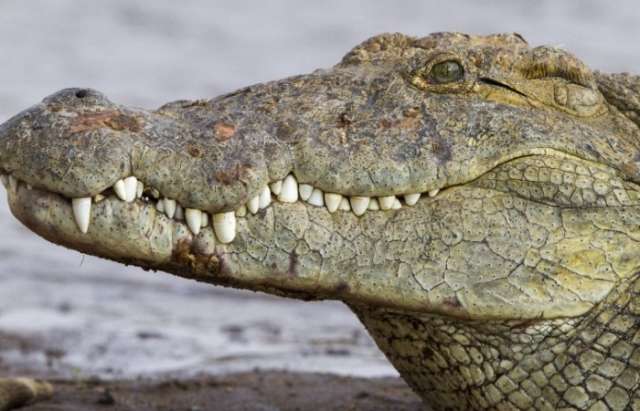 Besucher töten Krokodil mit Steinen