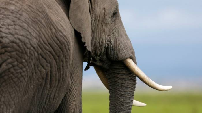 Elefant tötet Großwildjäger