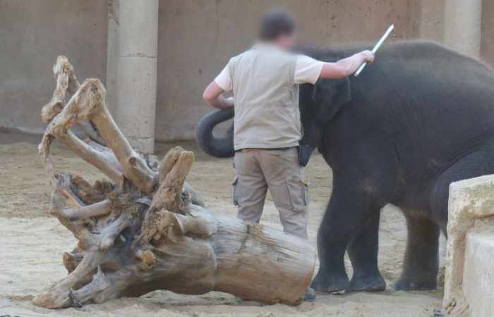 Zoodirektor verteidigt Elefantentraining