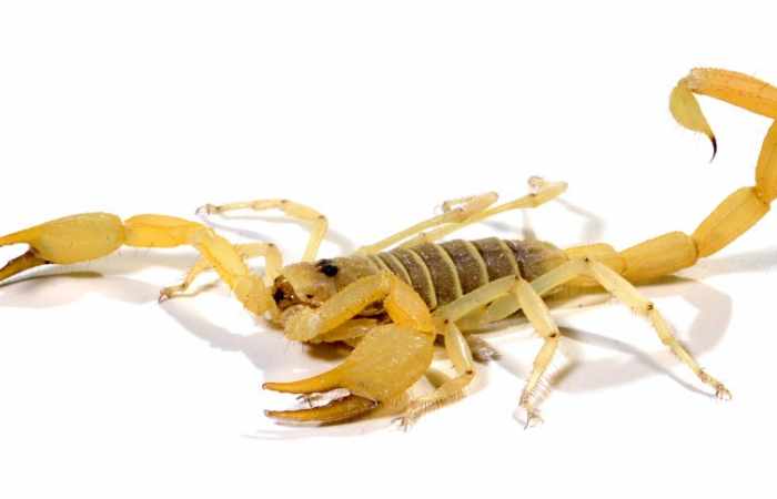 Hochgiftiger Skorpion sticht Frau in Hamburger Hotel