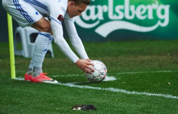 Dänische Fans bewerfen Fußballer mit toten Ratten