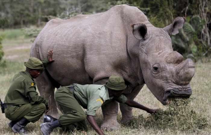 Vom Aussterben bedrohtes Nashorn auf Tinder