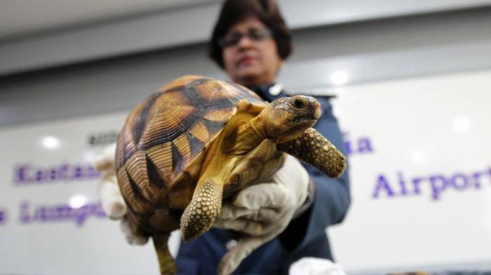 330 seltene Schildkröten beschlagnahmt