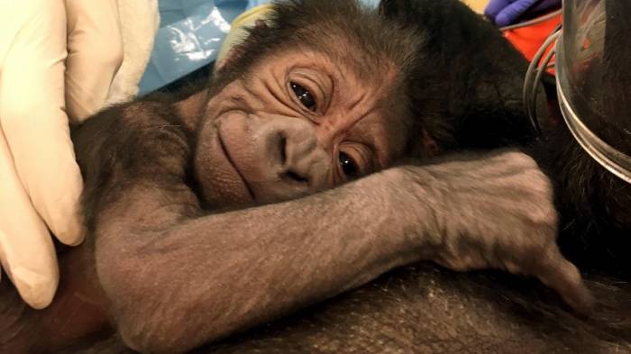 Humanmediziner helfen Gorillababy auf die Welt