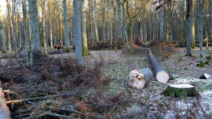 Polen  rodet letzten Urwald Europas